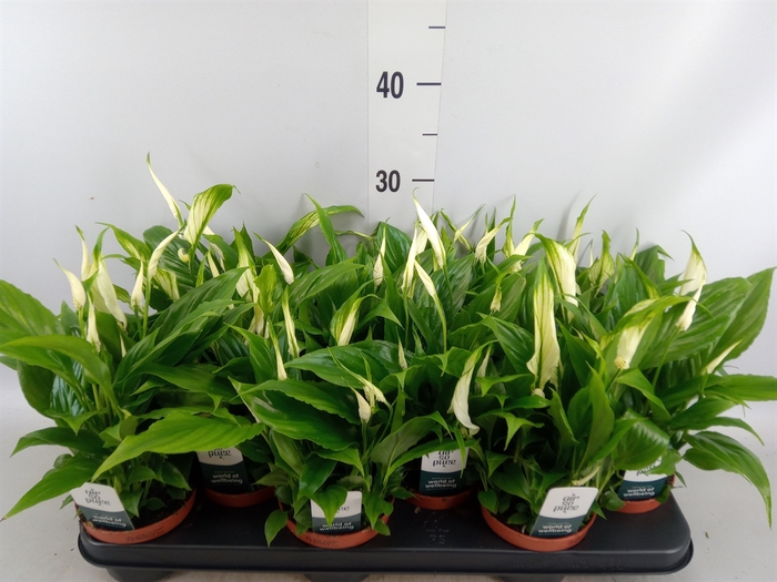 <h4>Spathiphyllum  'Chopin'</h4>