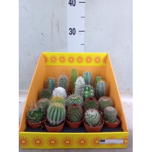 Cactus   ...mix 18