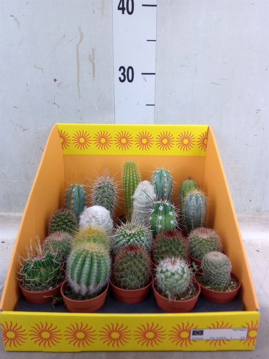 <h4>Cactus   ...mix 18</h4>