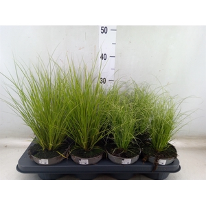 Carex comans 'Amazon Mist'