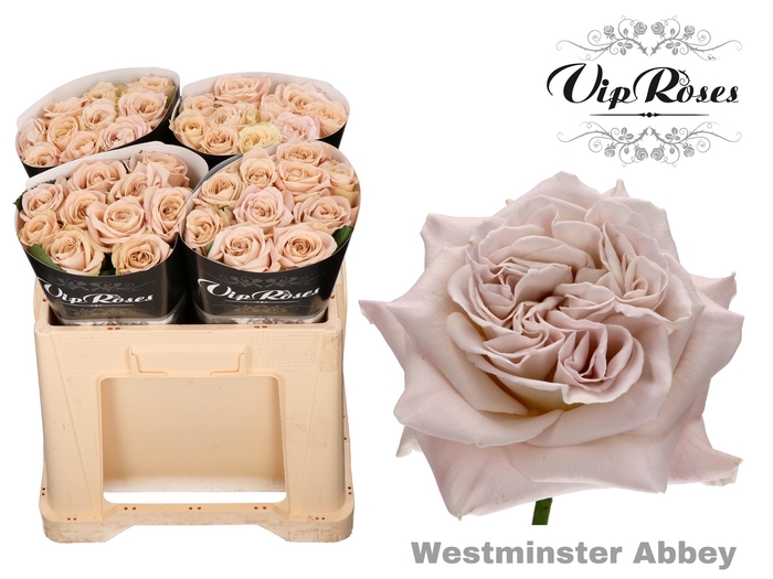 R GR WMINSTER ABBEY! x40