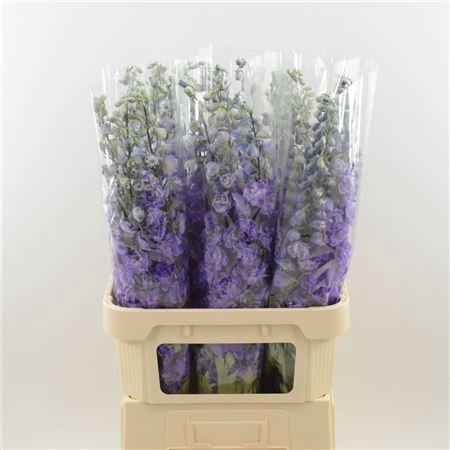 <h4>Delphinium Purple Heart</h4>