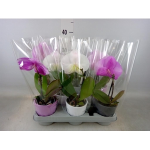 Phalaenopsis   ...mix