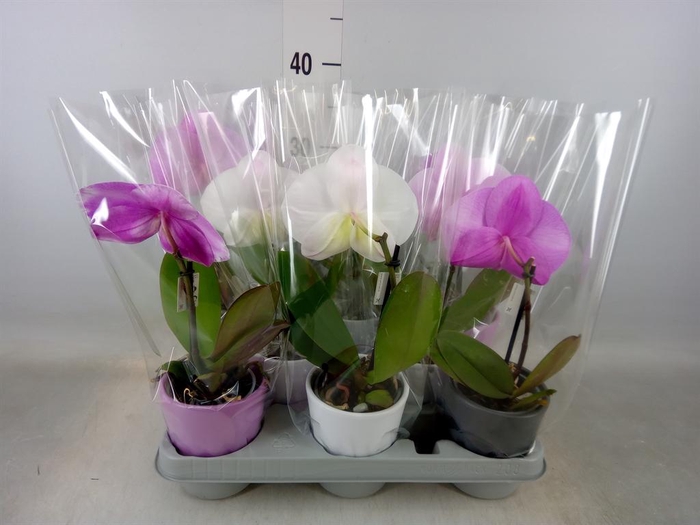 <h4>Phalaenopsis   ...mix</h4>