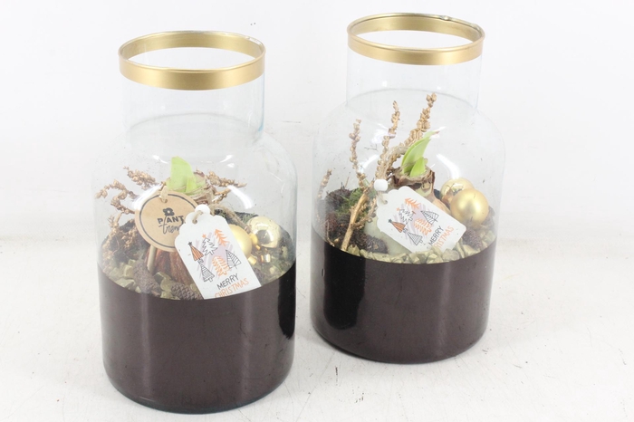 <h4>arr4 Amaryllis PL - Glas milano black&gold</h4>