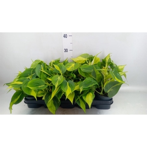 Philodendron scand. 'Brasil'