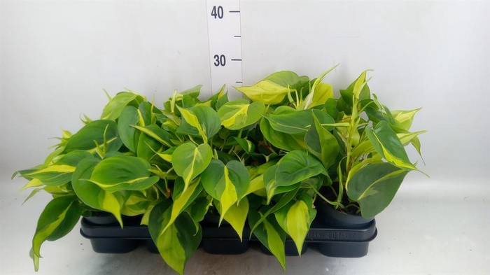 <h4>Philodendron scand. 'Brasil'</h4>