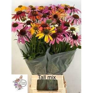 ECHI TALL MIX