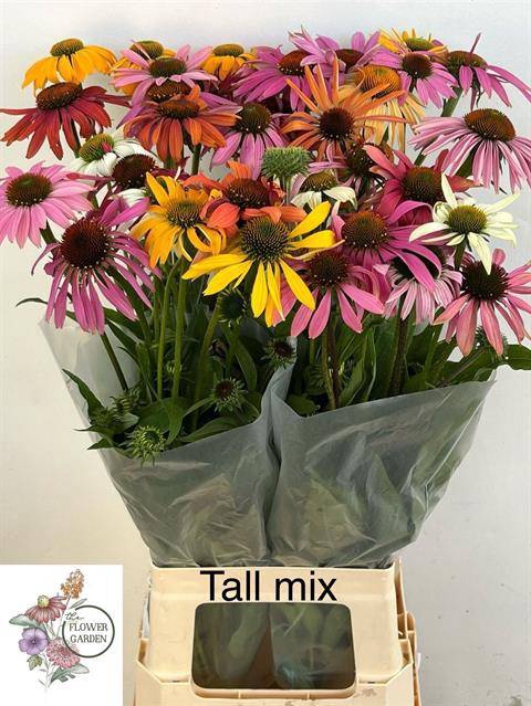 <h4>ECHI TALL MIX</h4>