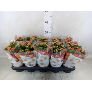 Kalanchoe blos. 'RosDon Nando'