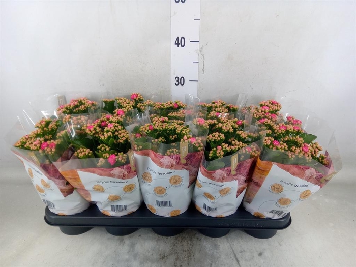 <h4>Kalanchoe blos. 'RosDon Nando'</h4>