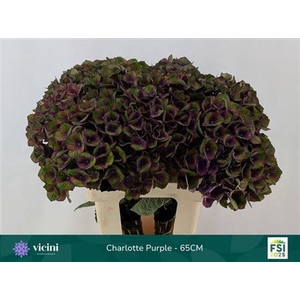 Hydr M Mag Charlotte Purple