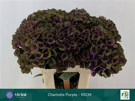 <h4>Hydr M Mag Charlotte Purple</h4>