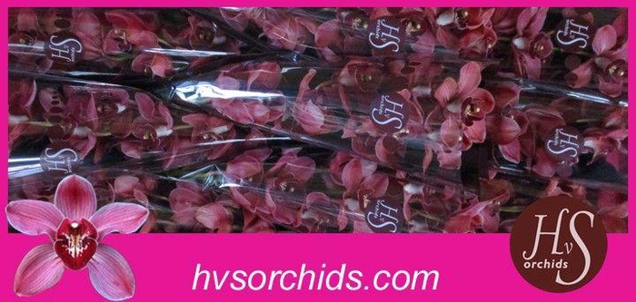 <h4>CYMB T UNIQ MERLOT 50 CM</h4>