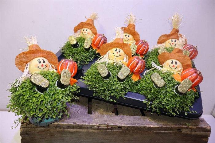 <h4>Solei Sol Groen + Deco</h4>