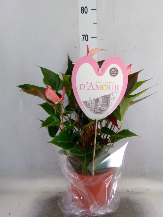 <h4>Anthurium  'Pr. Amalia Hot Lips''</h4>