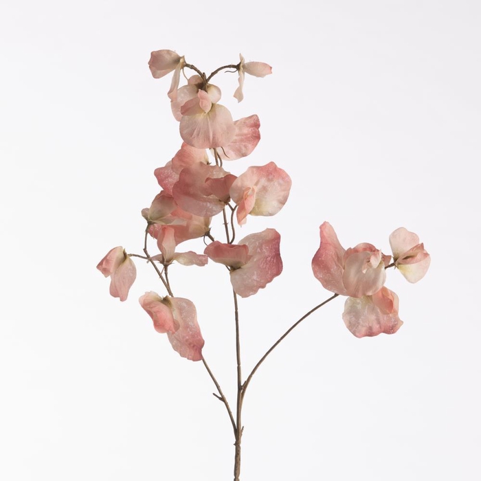 <h4>AF Lathyrus Dried L76cm Pink</h4>