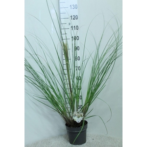 Cortaderia selloana Pumila
