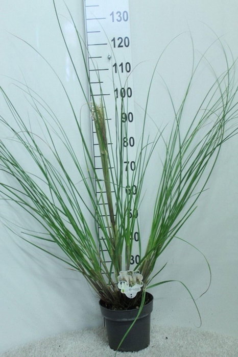 <h4>Cortaderia selloana Pumila</h4>