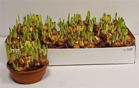 <h4>Narc O Tete A Tete</h4>