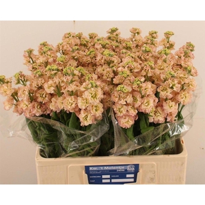 Matth Impala Apricot N L