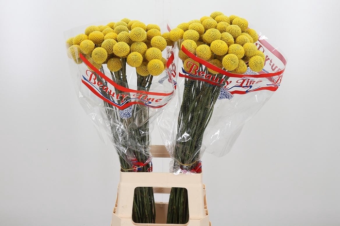 <h4>Craspedia Paint Pop</h4>