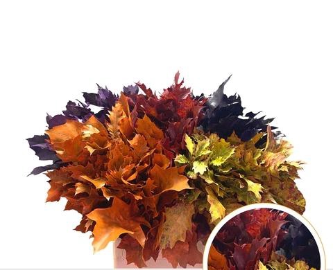 <h4>QUERC RUBRA AUTUMN</h4>