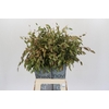 Chasmanthium Green