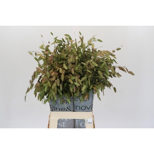 Chasmanthium Green