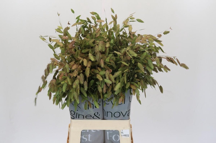 <h4>Chasmanthium Green</h4>