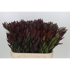 LEUCADENDRON  'SAFARI SUNSET'