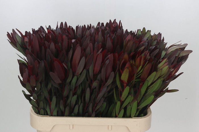 <h4>LEUCADENDRON  'SAFARI SUNSET'</h4>