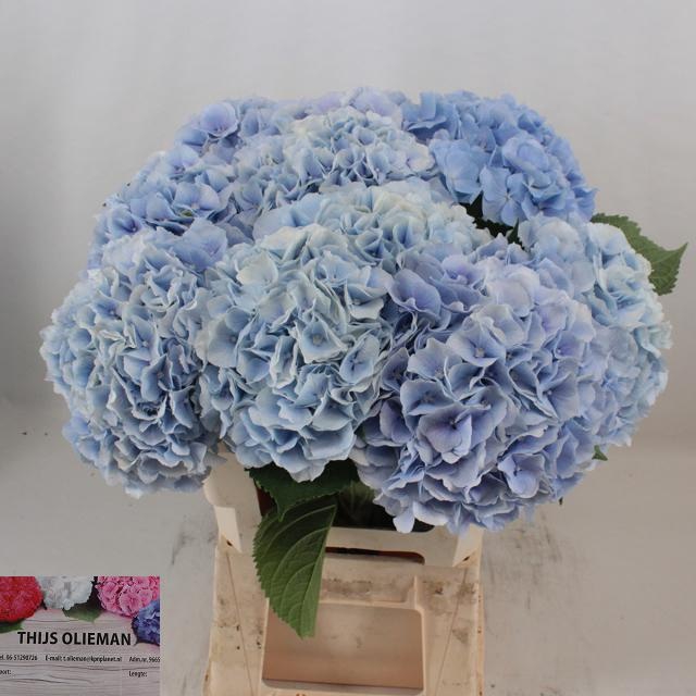 <h4>HYDR M CH VERENA BL</h4>