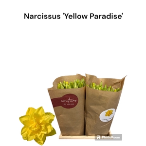 Narcissus Yellow Paradise Small Box 100