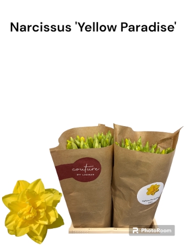 <h4>Narcissus Yellow Paradise Small Box 100</h4>