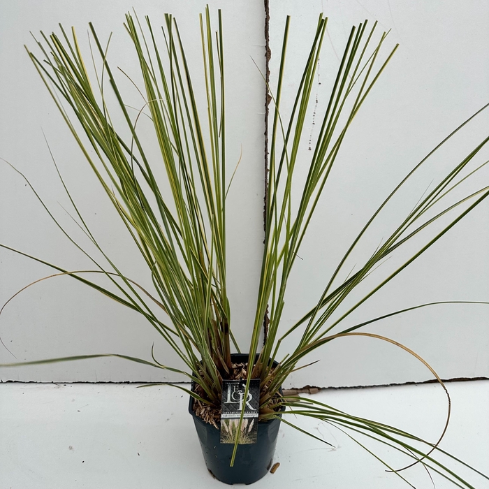 <h4>Graminées Cortaderia sell. 'Mini Goldpampas'</h4>