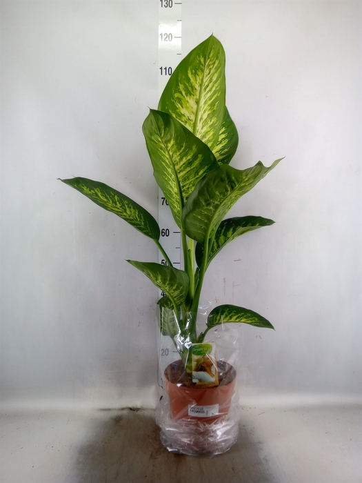 <h4>Dieffenbachia seg. 'Tropic Snow'</h4>