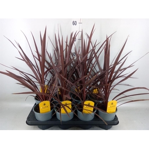 Cordyline austr. 'Red Star'