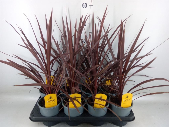 <h4>Cordyline austr. 'Red Star'</h4>