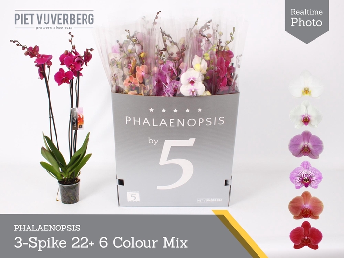 <h4>PHAL GEM 6 KL</h4>