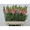 Antir Antibes Pink