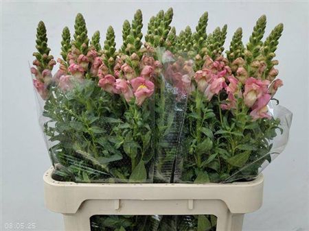 <h4>Antir Antibes Pink</h4>