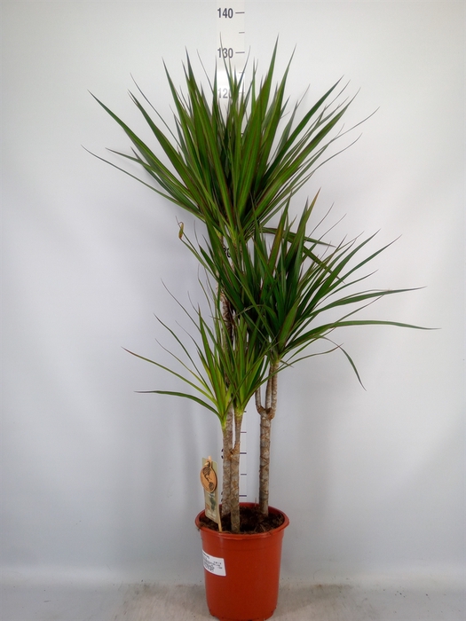 <h4>Dracaena marg.</h4>