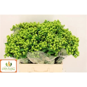 Hyp Mag Green Power
