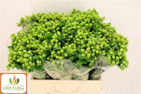 Hyp Mag Green Power