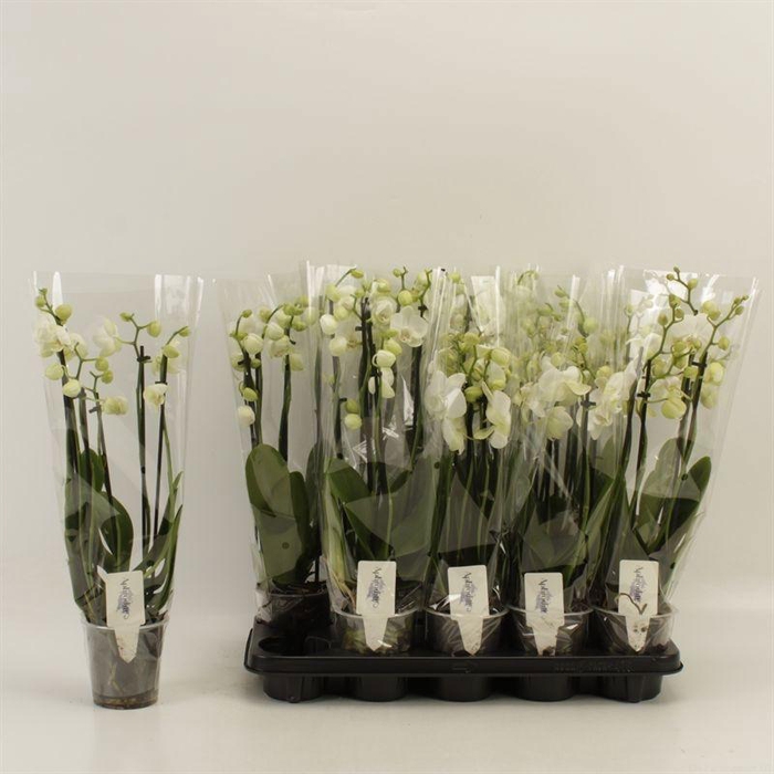 <h4>PHAL OV WIT</h4>