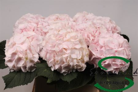 <h4>Hydr M Ch Sw Verena</h4>