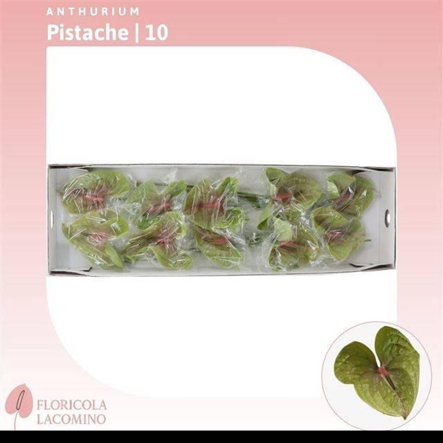 <h4>ANTH A PISTACHE</h4>