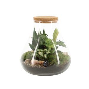 90078: Terrarium arrangement