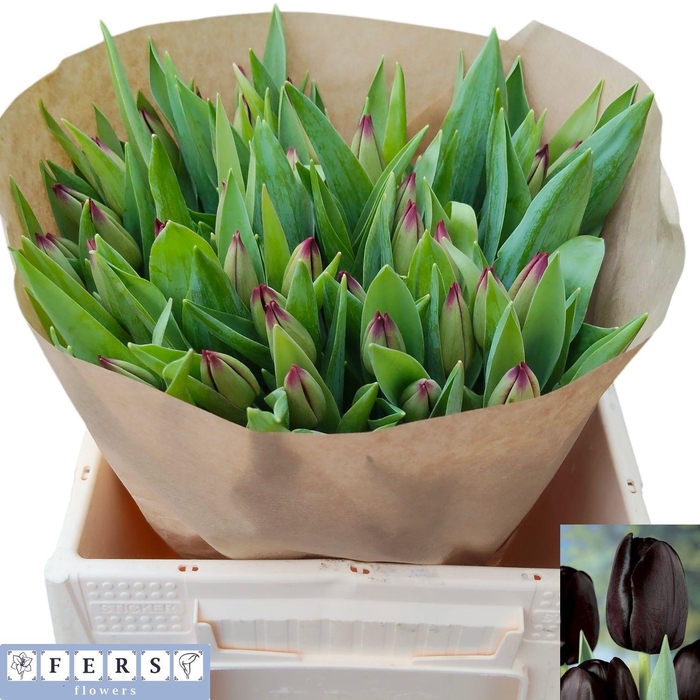 <h4>TU EN TOENDRA</h4>